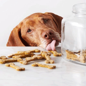 
                        Dog Food