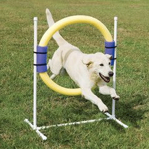 
                        Pet Agility Equipment
