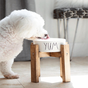 
                        Dog Supplies